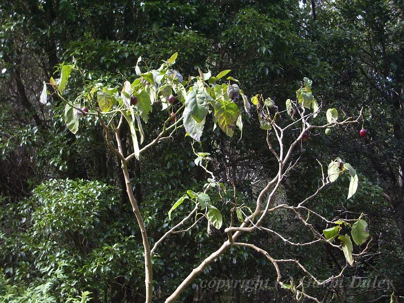 Tamarillo (Solanum betaceum) tree, Binna Burra IMGP1491.JPG